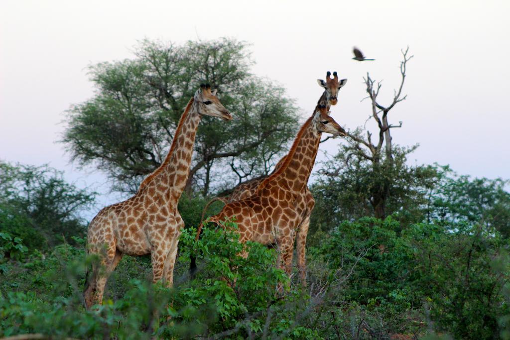 Hotel Mtomeni Safari Camp Phalaborwa Exterior foto