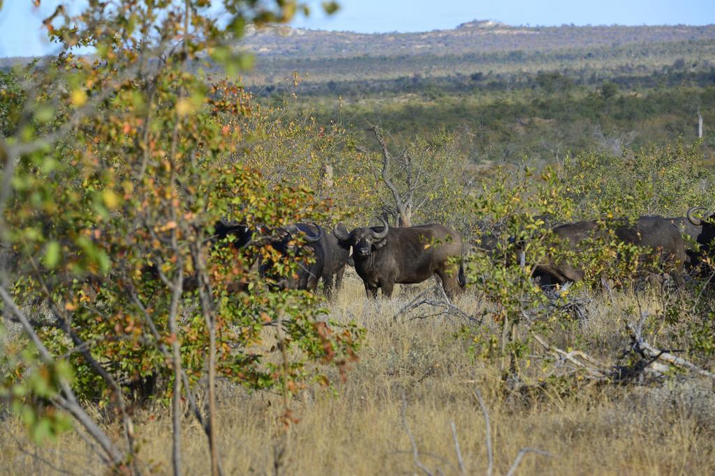 Hotel Mtomeni Safari Camp Phalaborwa Exterior foto